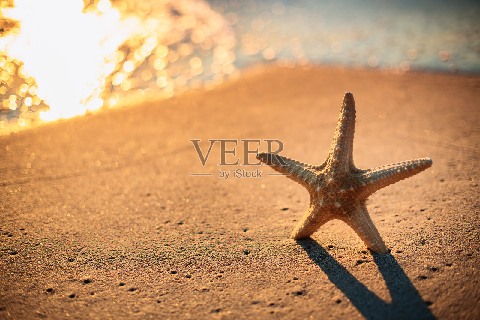 日出时海滩上的海星照片摄影图片