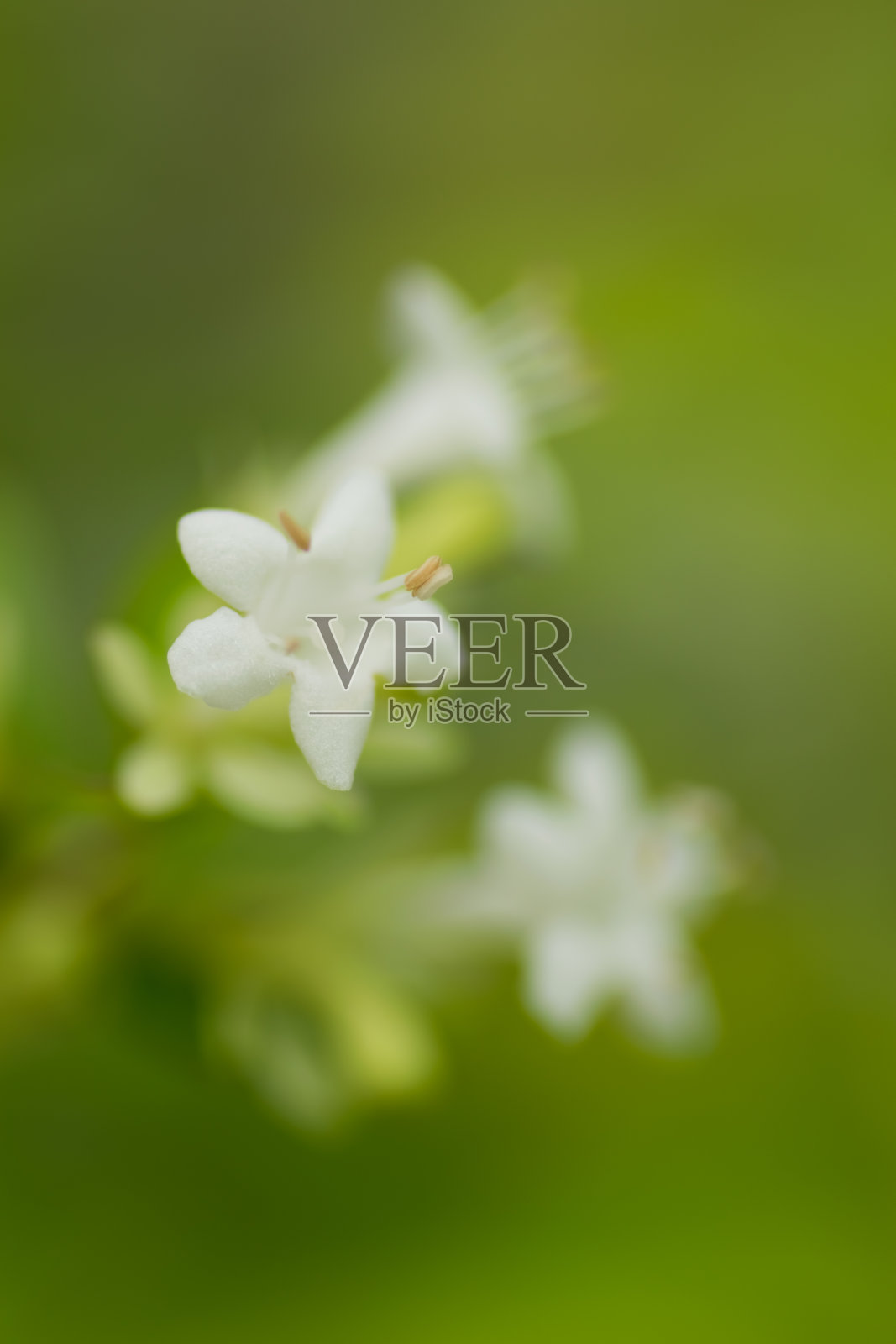 阿贝利亚 · 奇嫩西斯 · 瓦尔 · 伊奥南德拉， 卡普里福利塞照片摄影图片