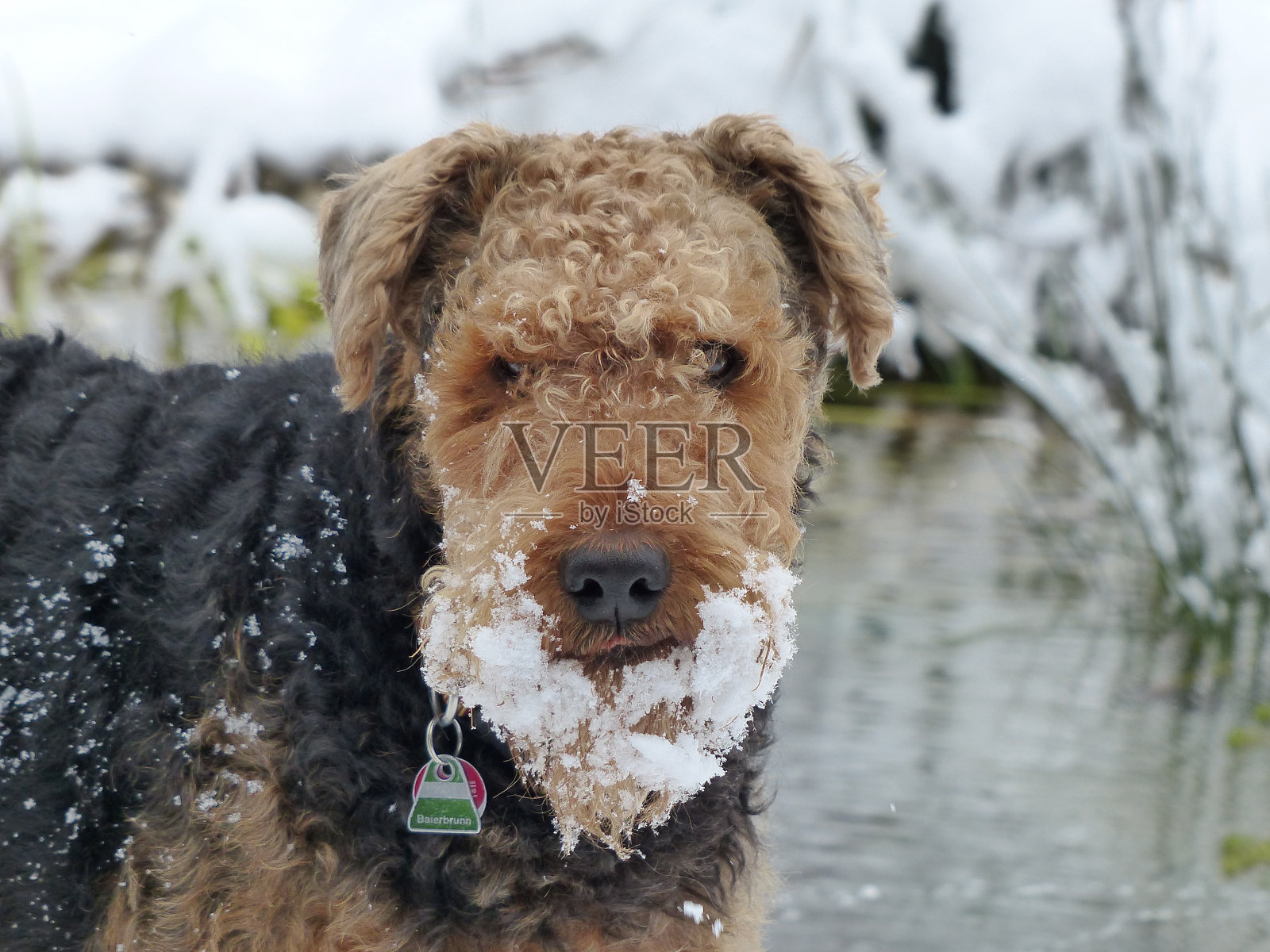 我们的爱尔代尔梗-圣诞老人?照片摄影图片