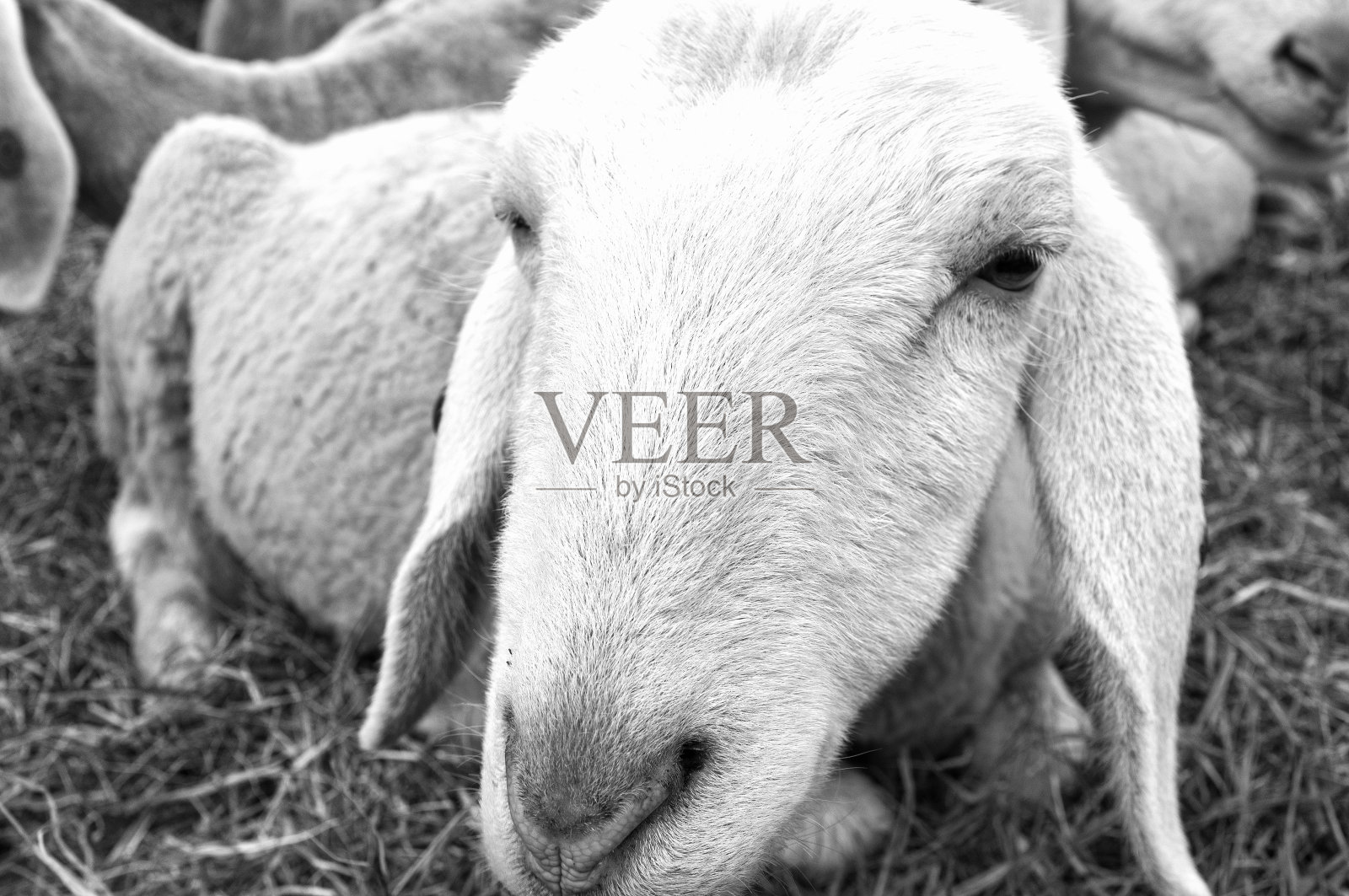 羊特写镜头。黑白照片照片摄影图片