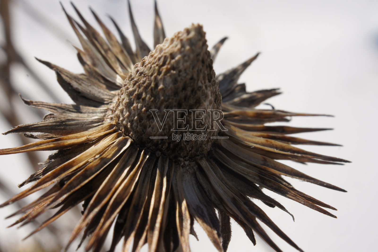 死锥花照片摄影图片