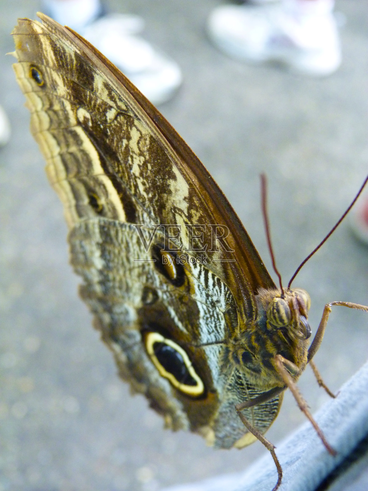 猫头鹰蝶照片摄影图片