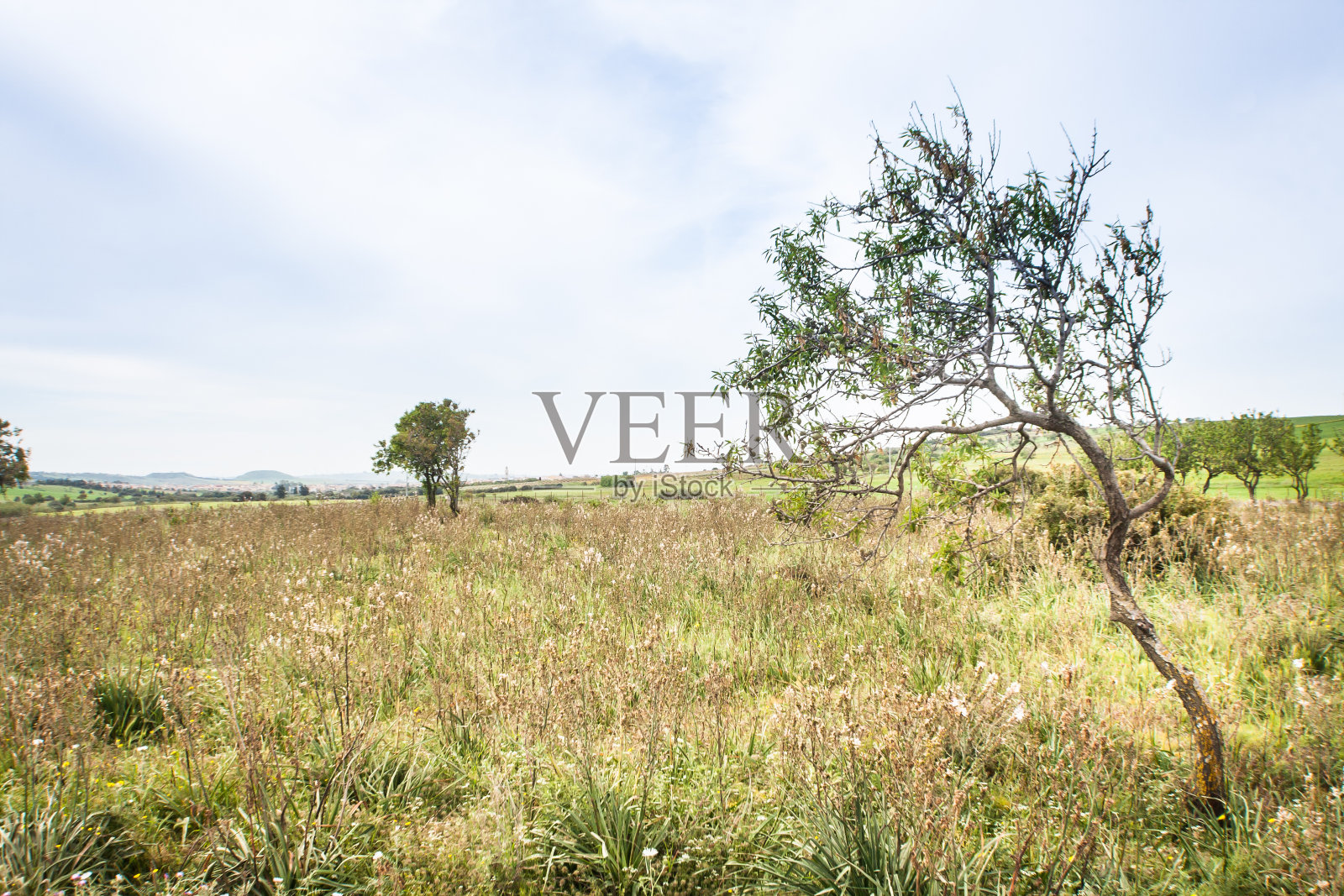 天空树活动照片摄影图片