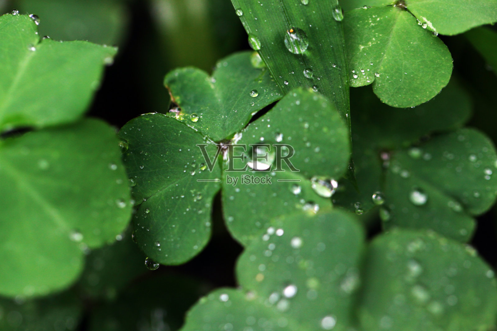 Three-leaved三叶草照片摄影图片