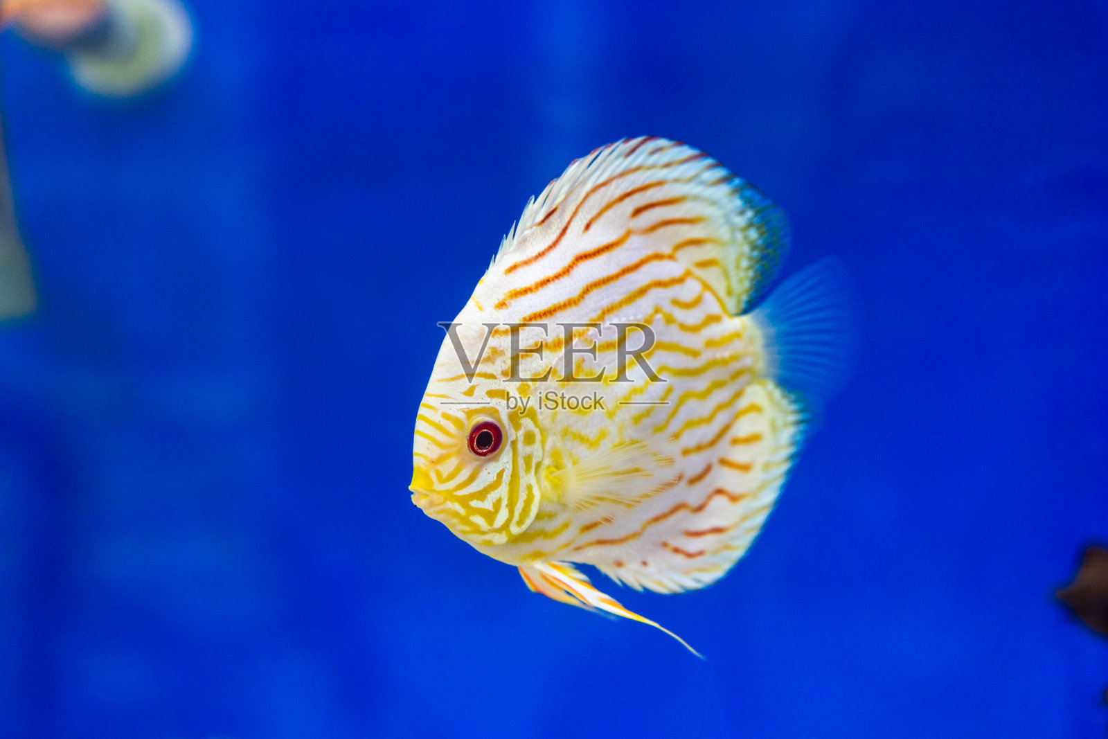 鱼缸里的鱼缸鱼照片摄影图片