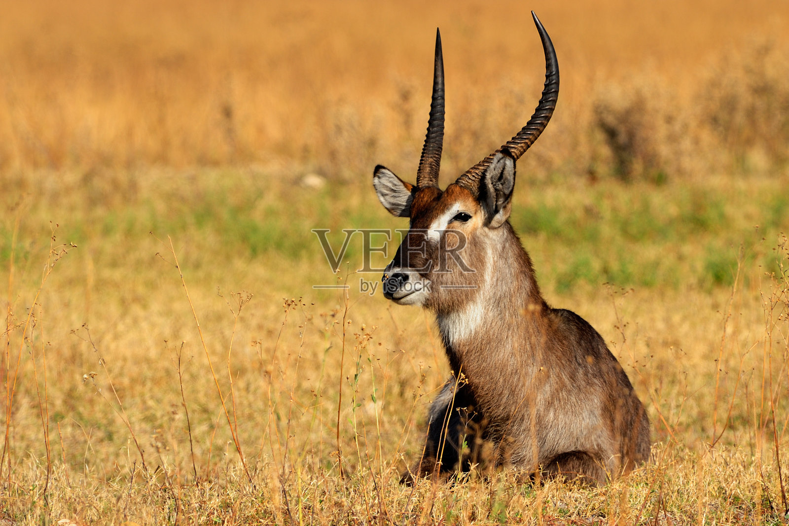 雄性非洲大羚羊休息照片摄影图片