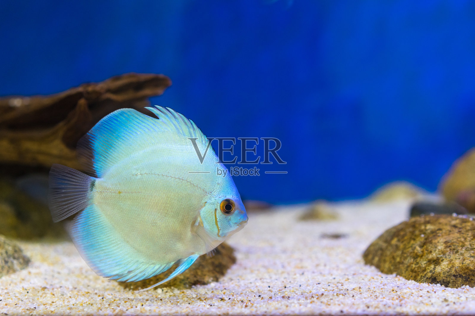 鱼缸里的鱼缸鱼照片摄影图片