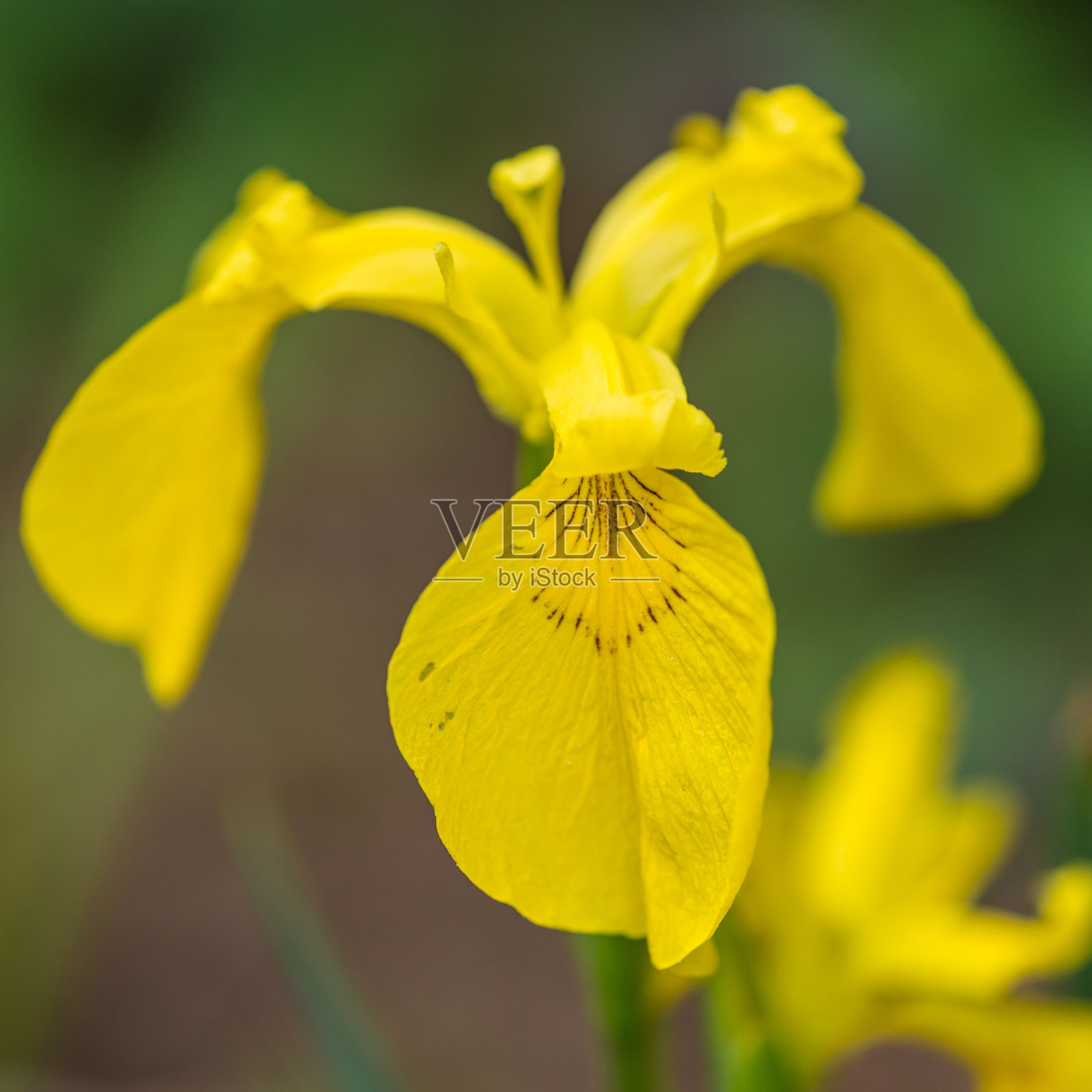 黄色的标记照片摄影图片