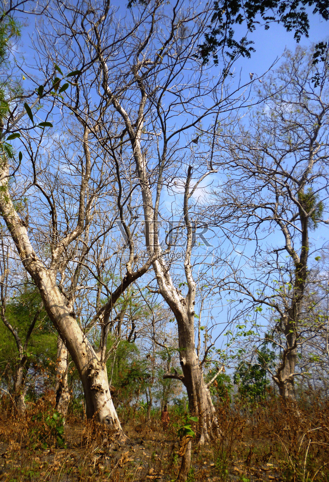 柚木树照片摄影图片