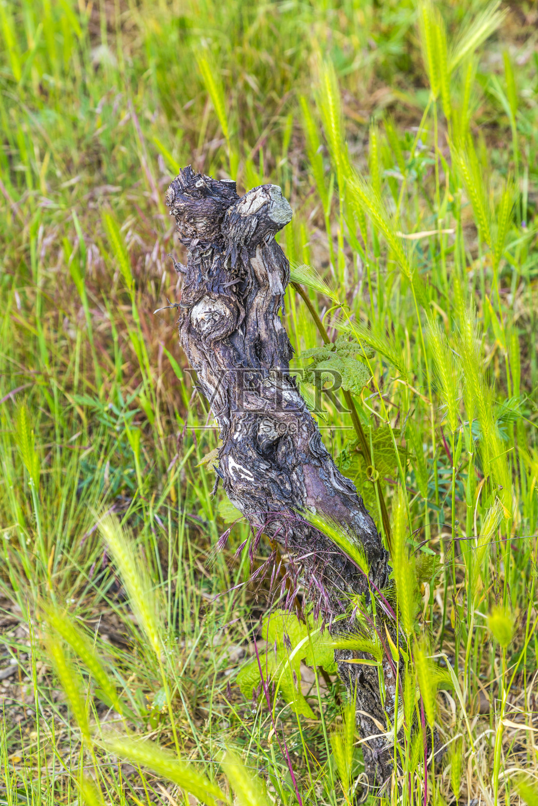 老藤茎照片摄影图片