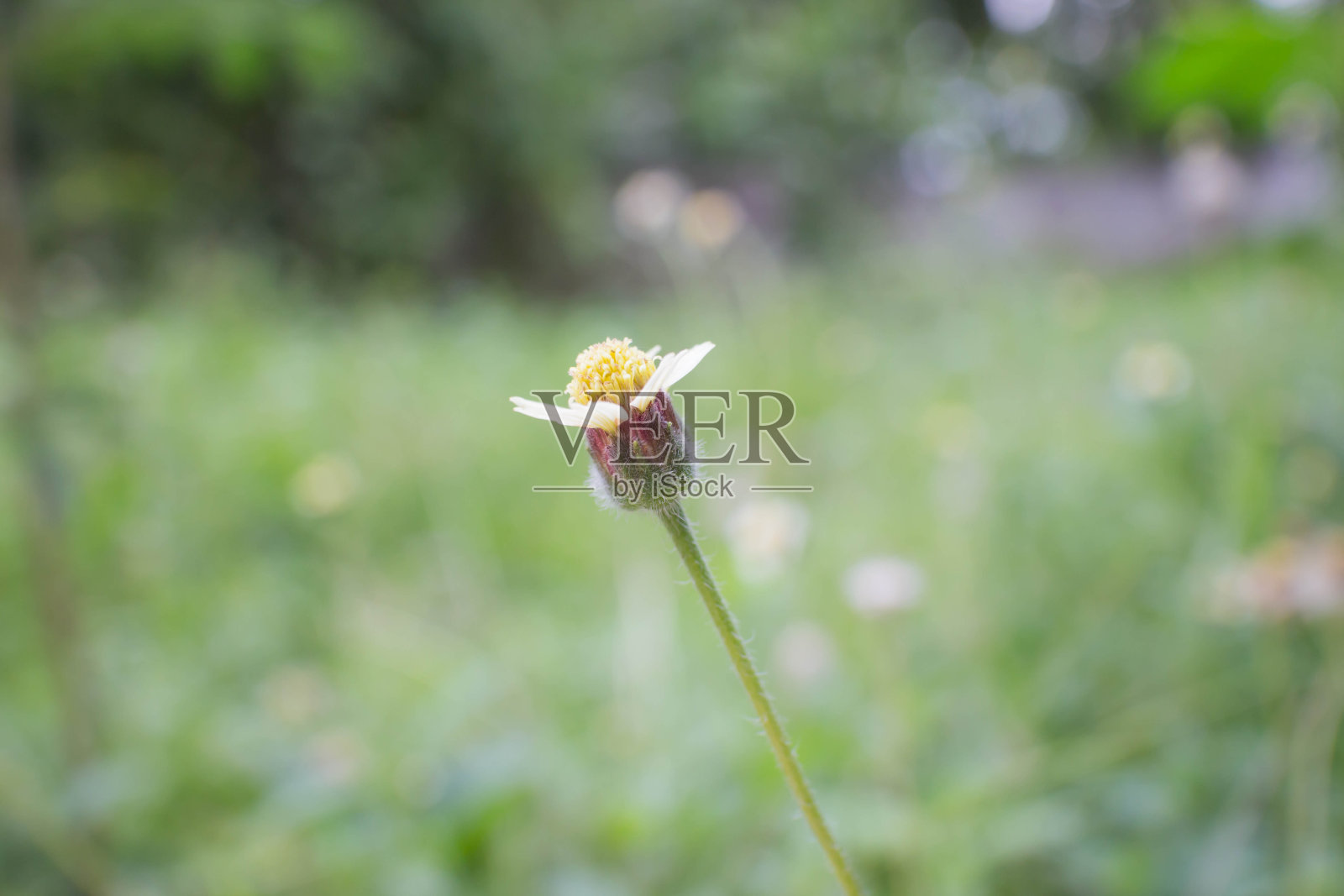 花照片摄影图片