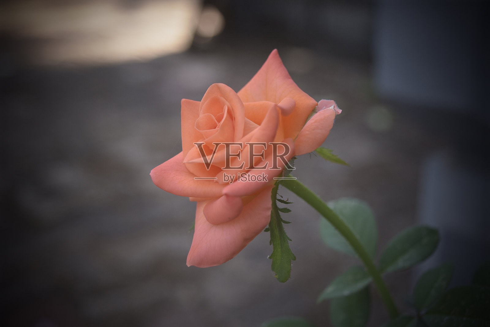 玫瑰照片摄影图片