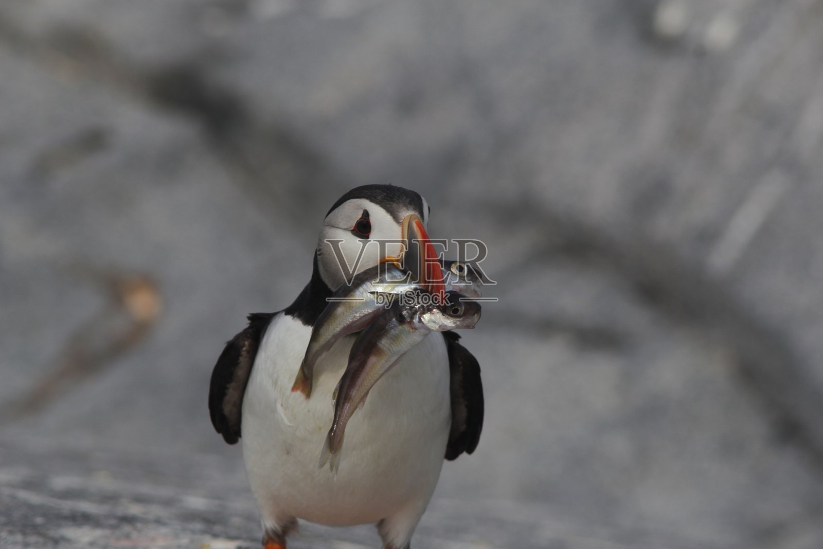 大西洋海雀吃鱼照片摄影图片