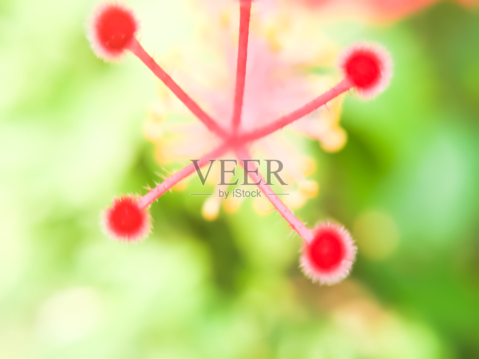 模糊抽象的粉红色花朵盛开的背景照片摄影图片