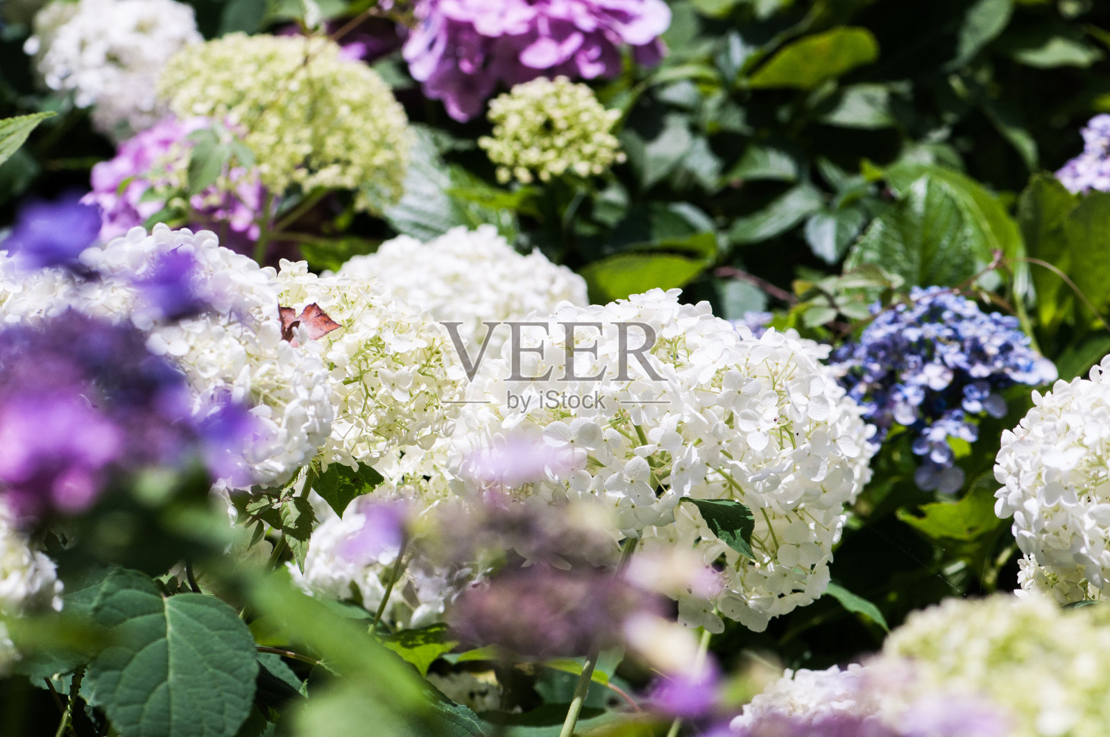 绣球花照片摄影图片