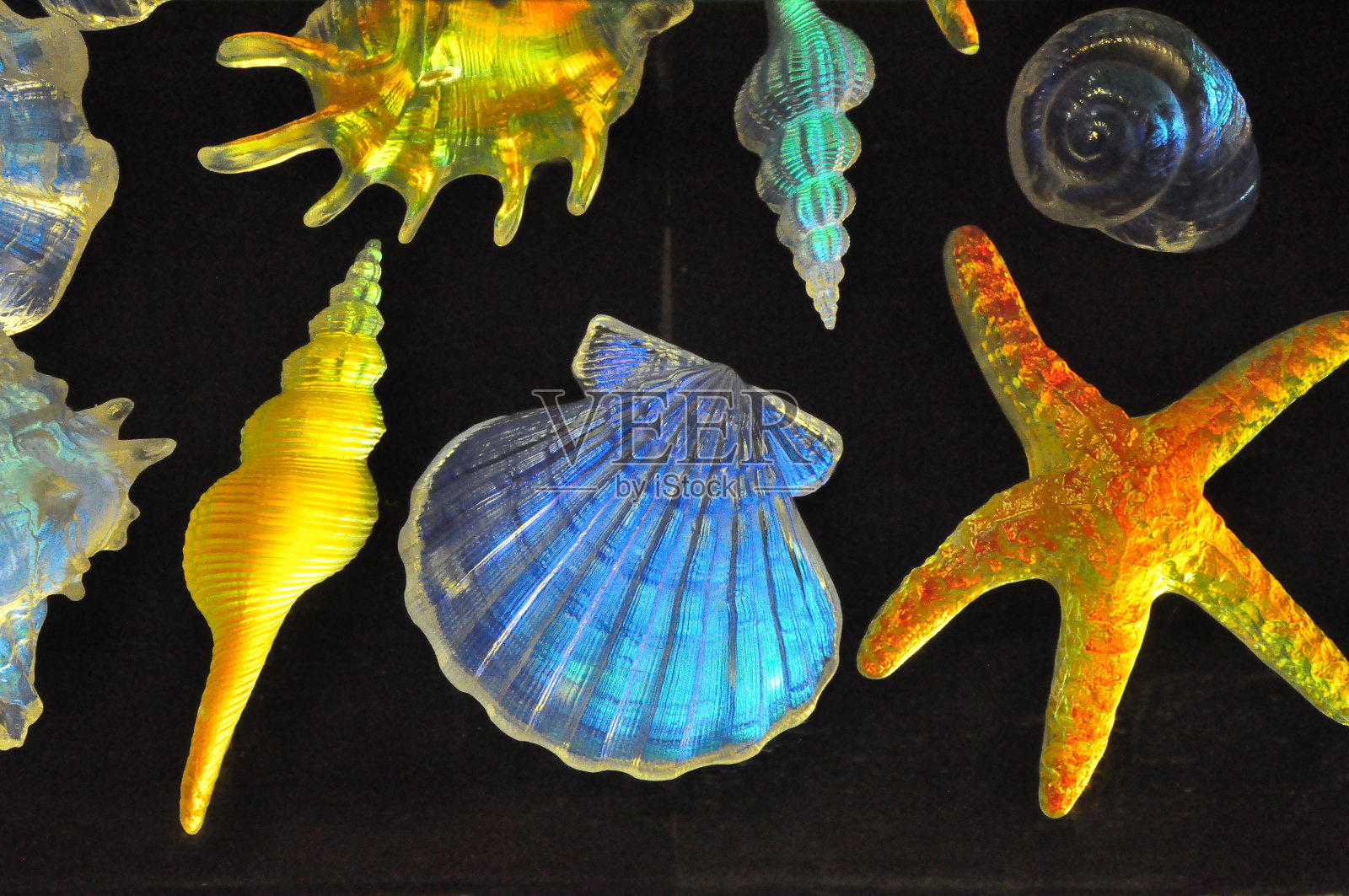 贝壳照片摄影图片