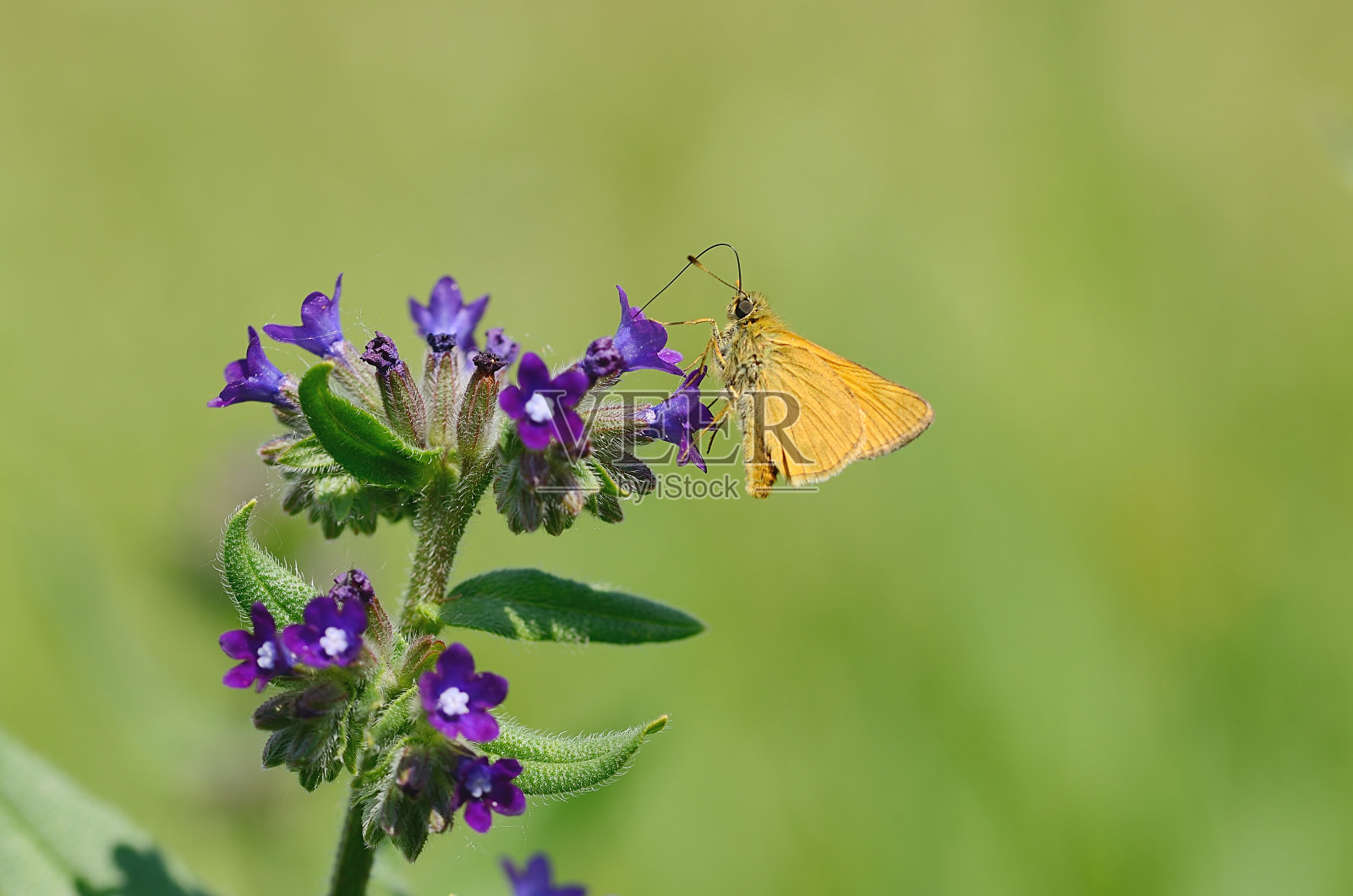 小蝴蝶在蓝色的花上休息照片摄影图片