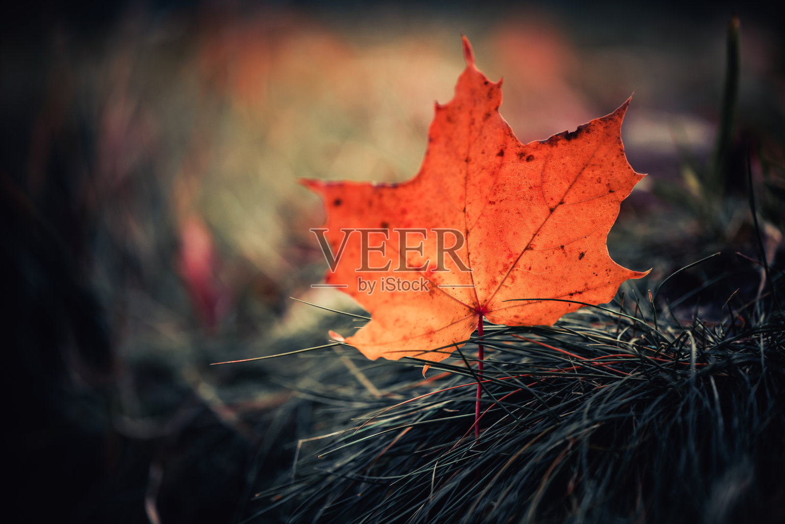 落叶照片摄影图片