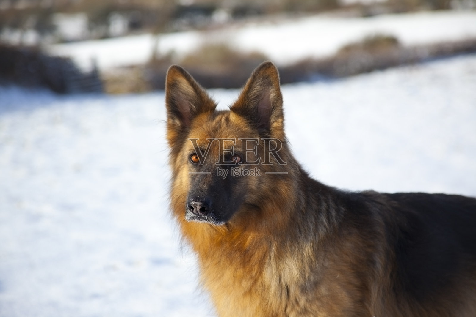雪中的德国牧羊犬照片摄影图片