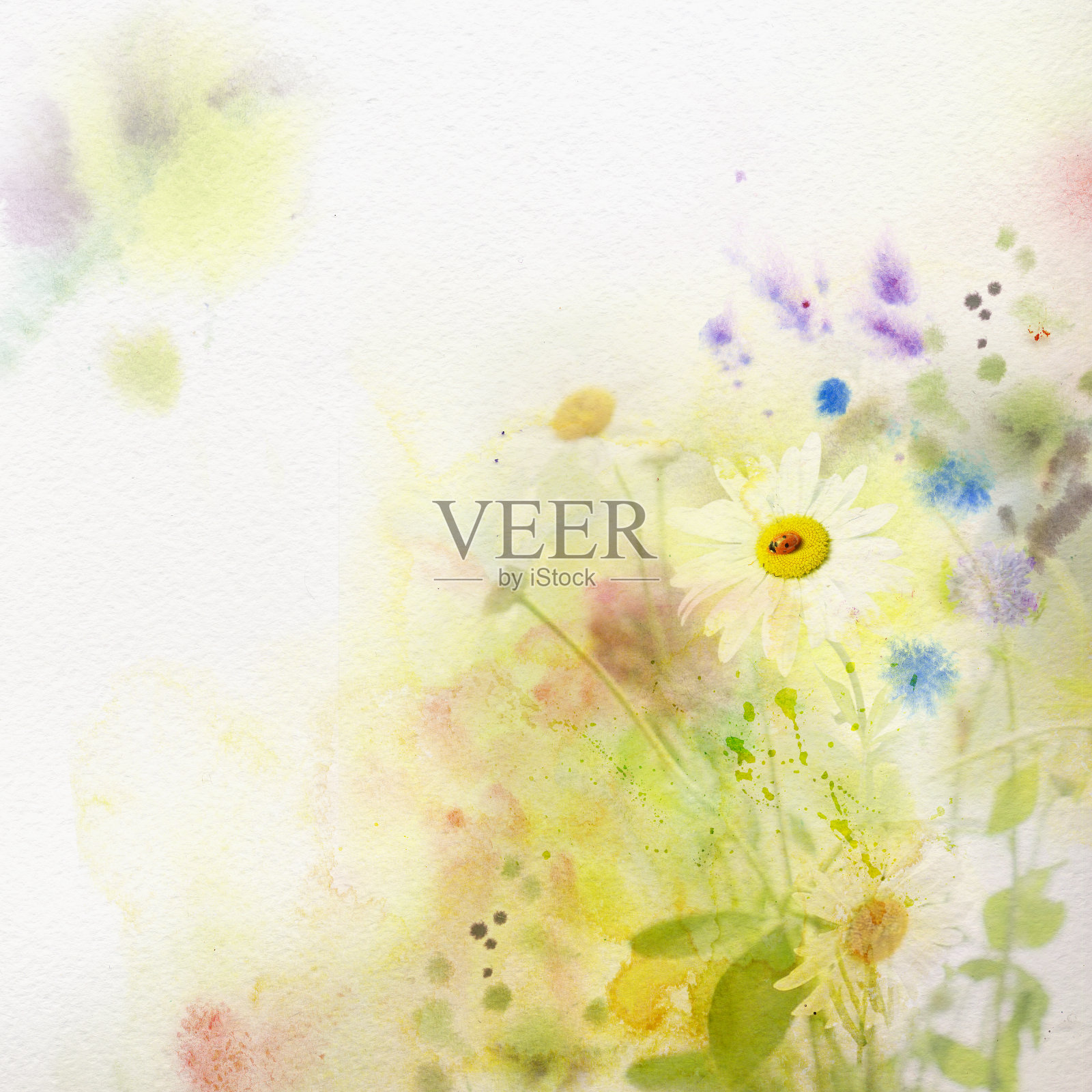 水彩画，自然背景洋甘菊花插画图片素材