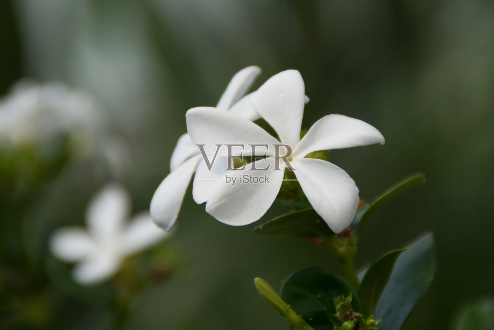 假虎刺属macrocarpa。Natal李子Carisse照片摄影图片