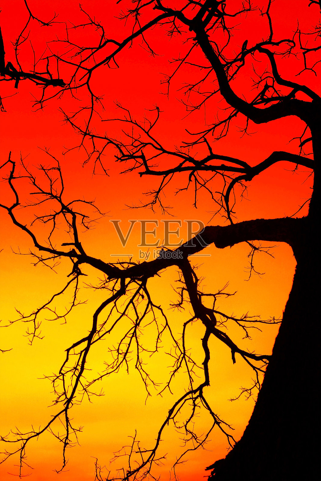 轮廓死树照片摄影图片