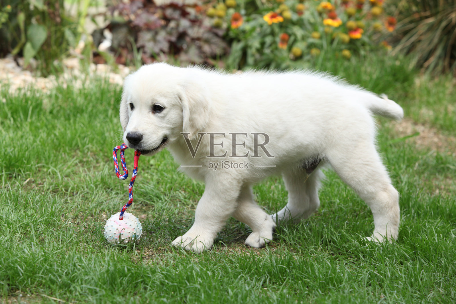 漂亮的奶油色金毛寻回犬照片摄影图片