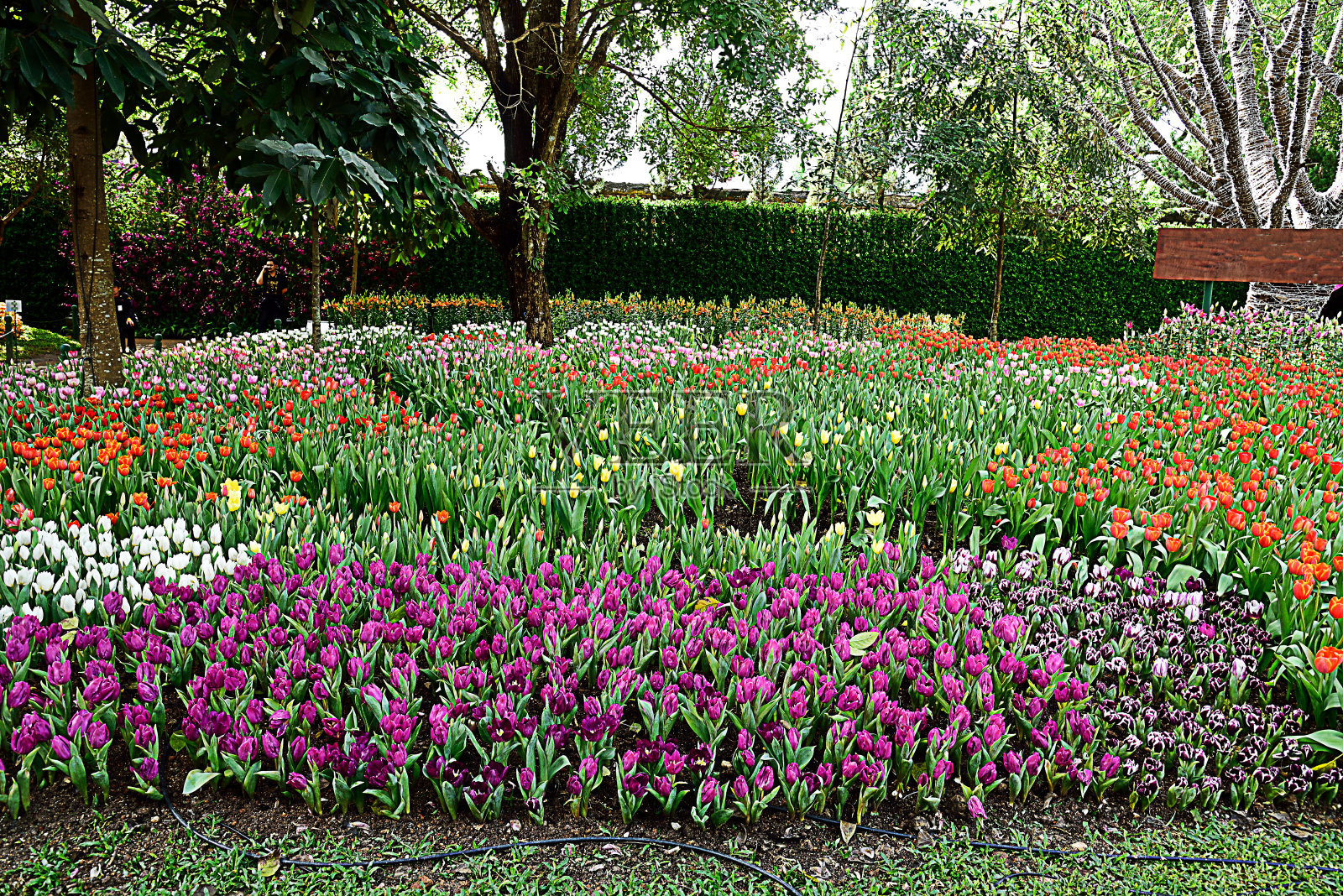郁金香在节日照片摄影图片