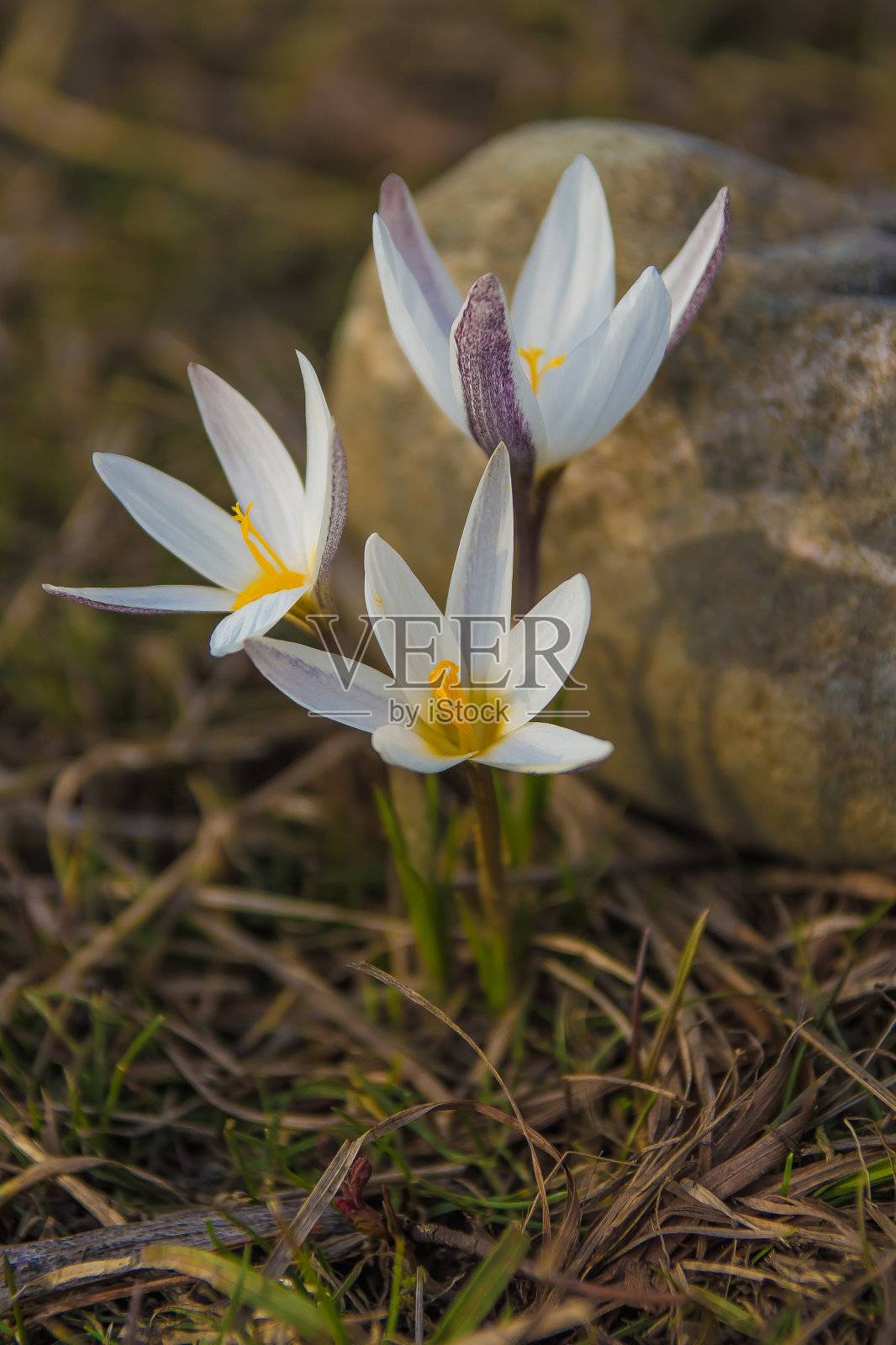 磨粉樱草花。第一个春天的花朵。哈萨克斯坦阿拉木图照片摄影图片
