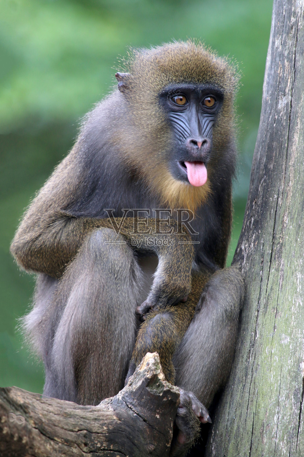 一只年轻雄性山魈的肖像照片摄影图片