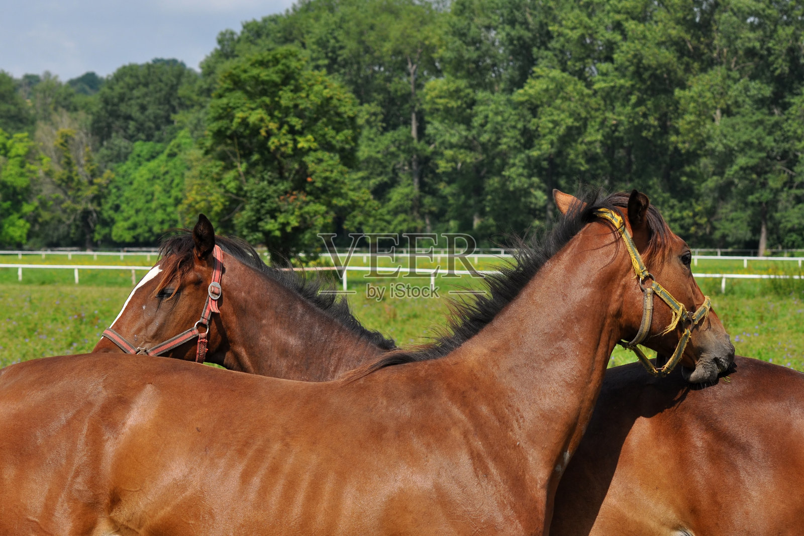 漂亮的马照片摄影图片