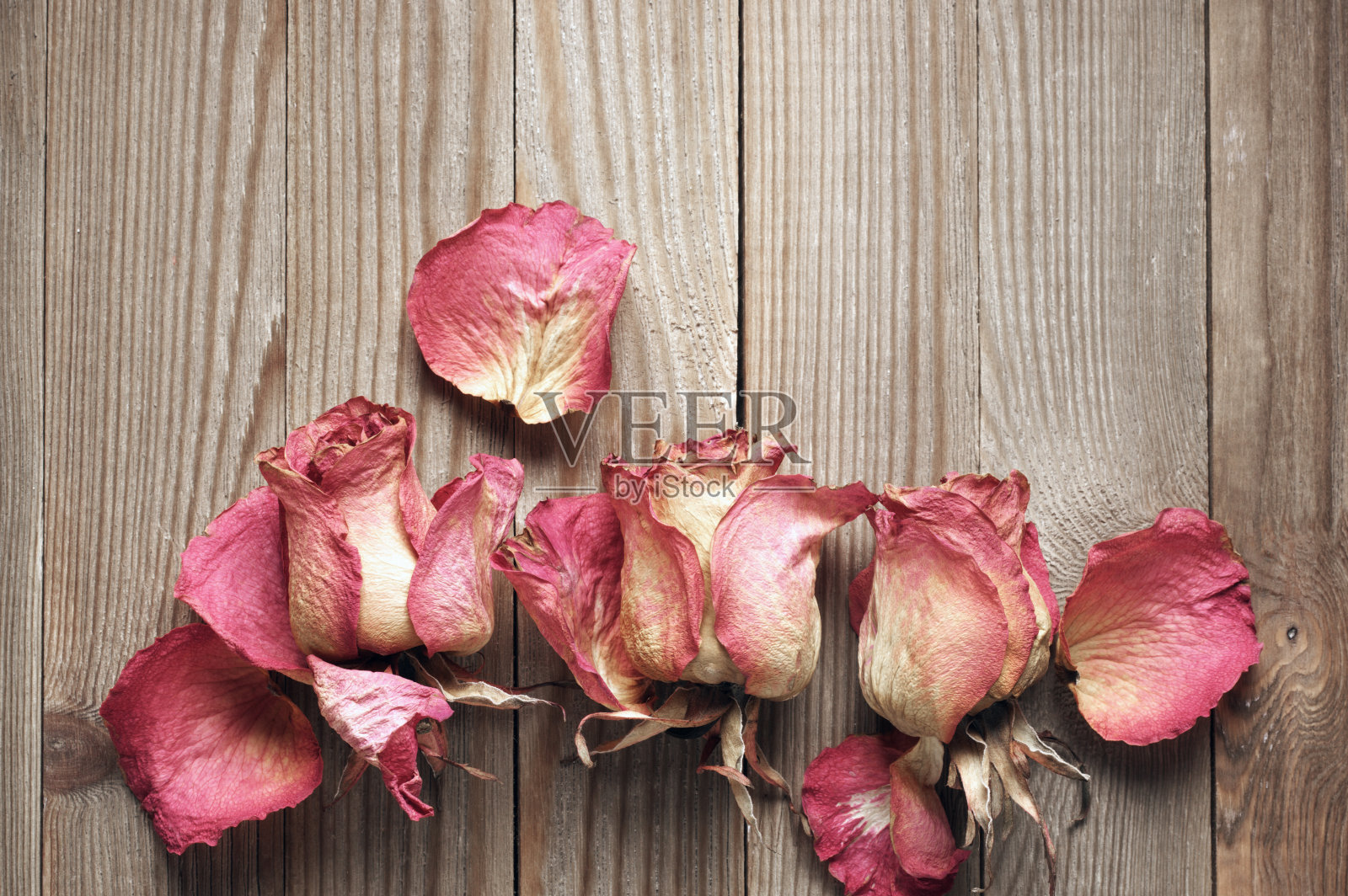 干玫瑰照片摄影图片