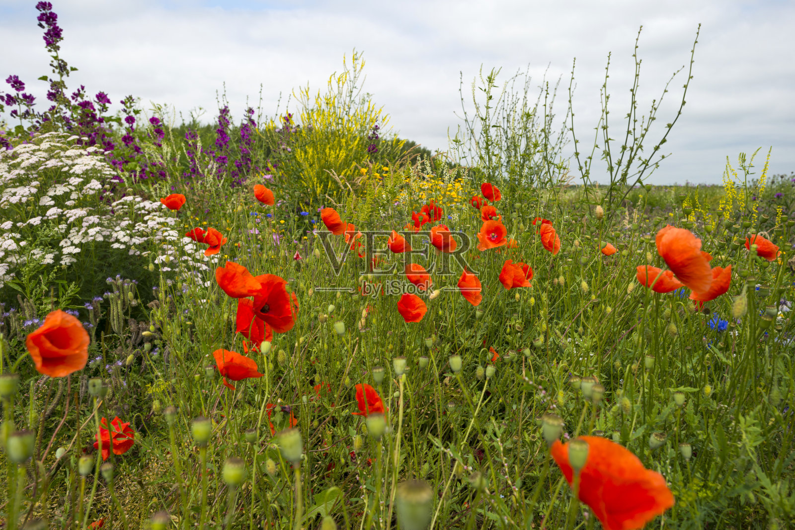 田野里的罂粟花照片摄影图片