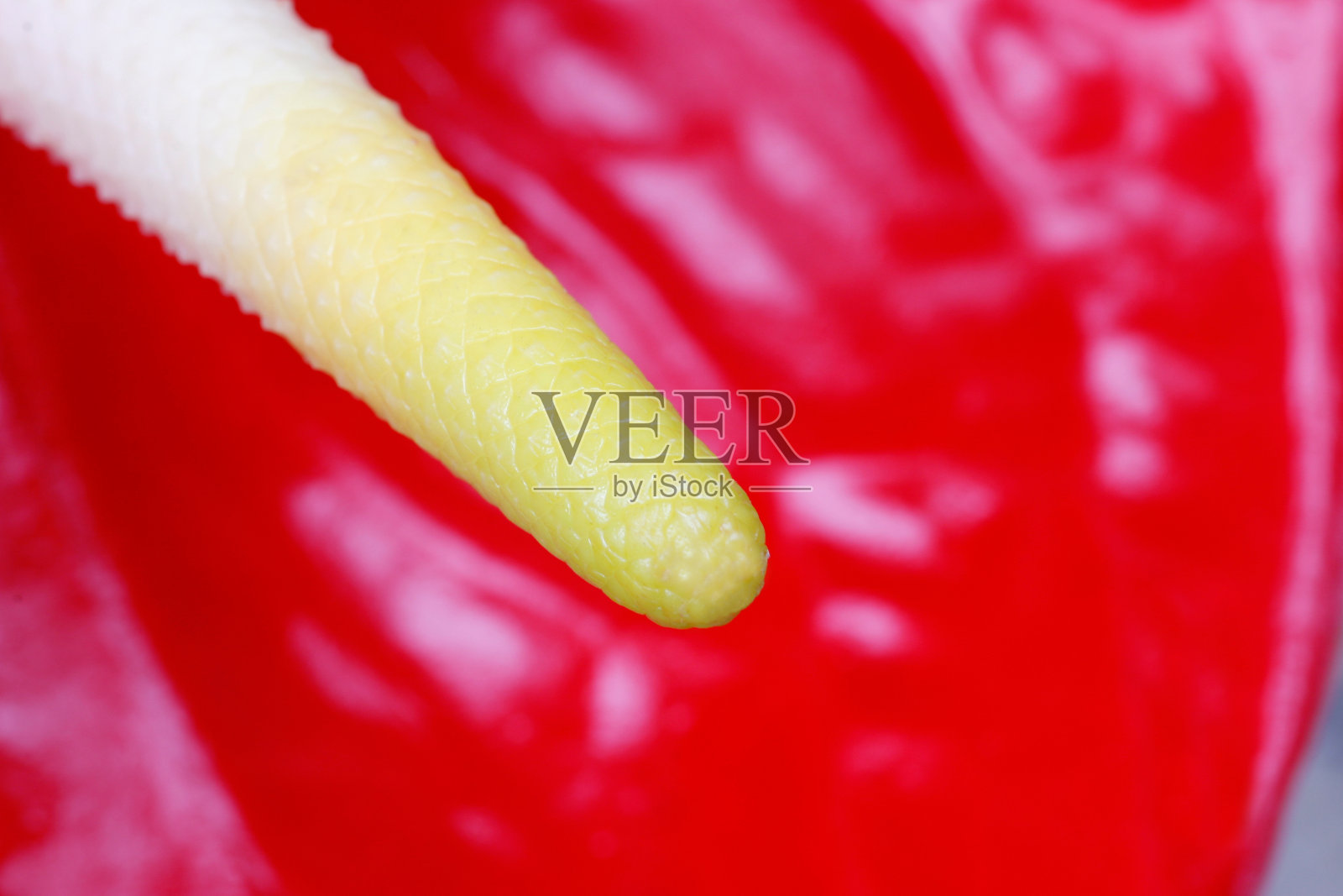 红色的花在里面照片摄影图片