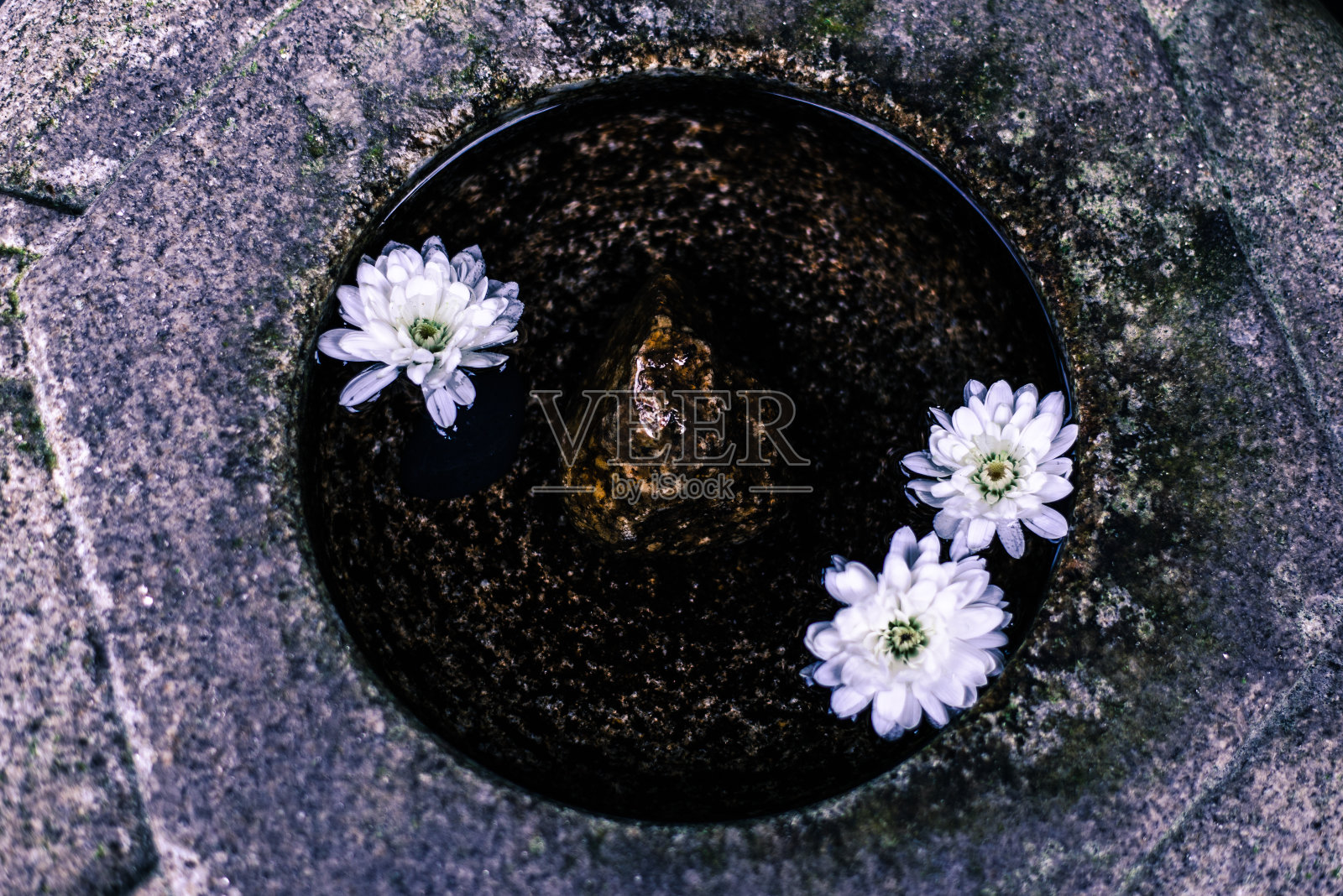 花浮水照片摄影图片