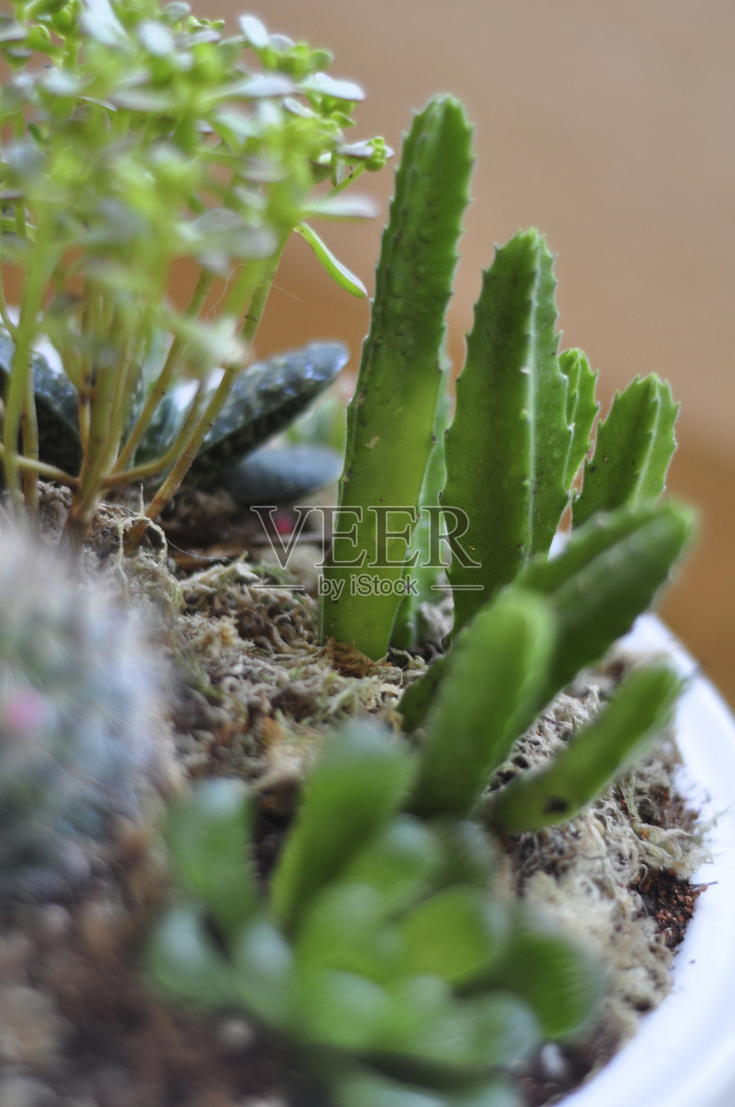 仙人掌做迷你花园照片摄影图片