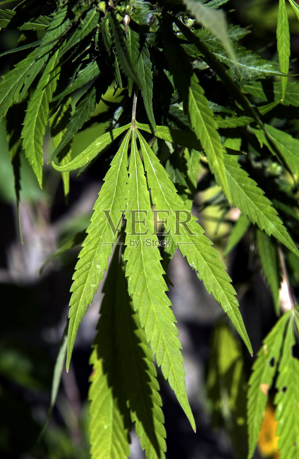 大麻植物照片摄影图片