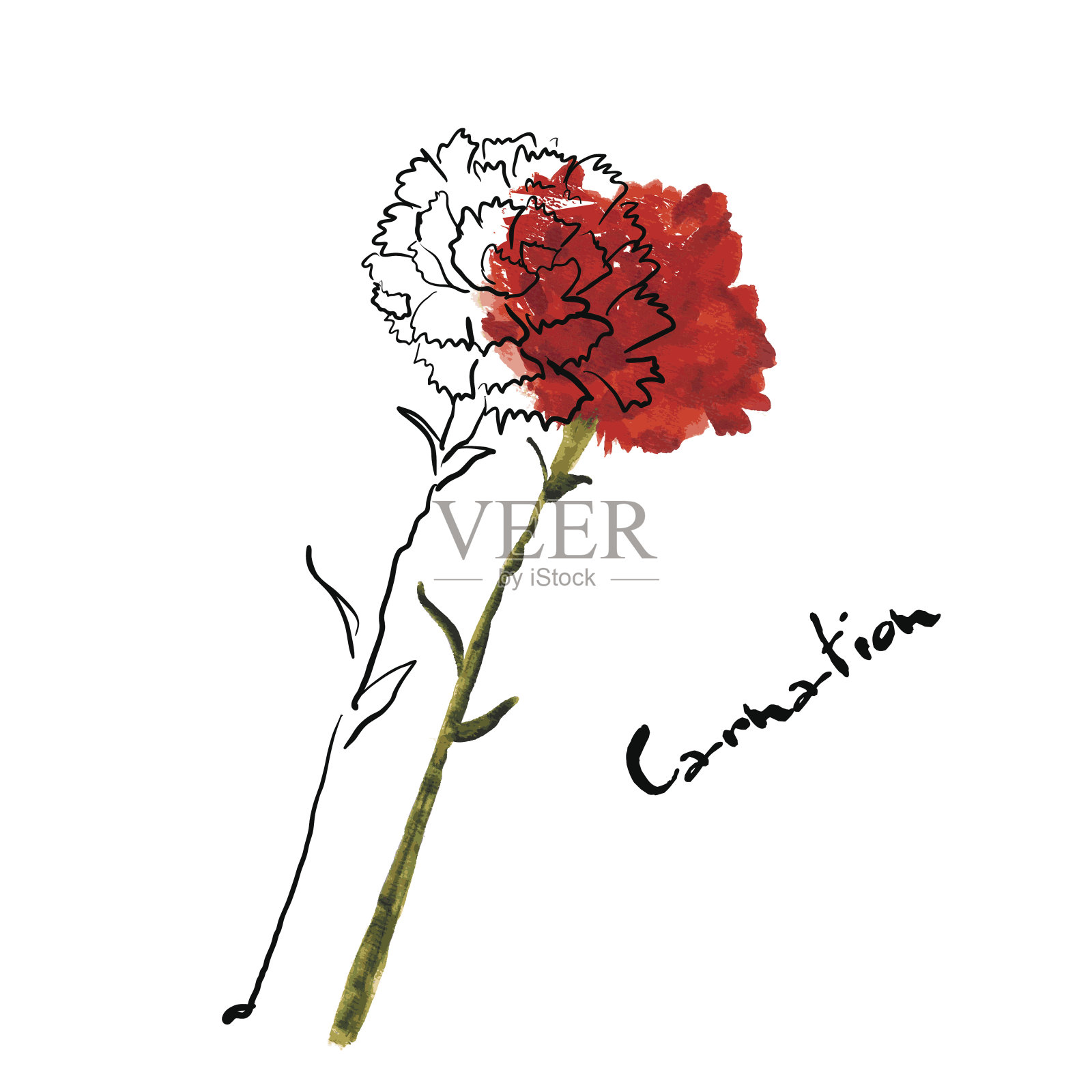 康乃馨插图插画图片素材