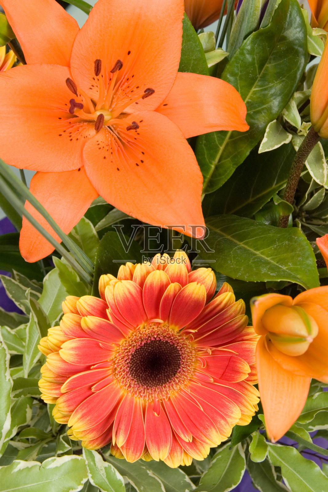 花照片摄影图片