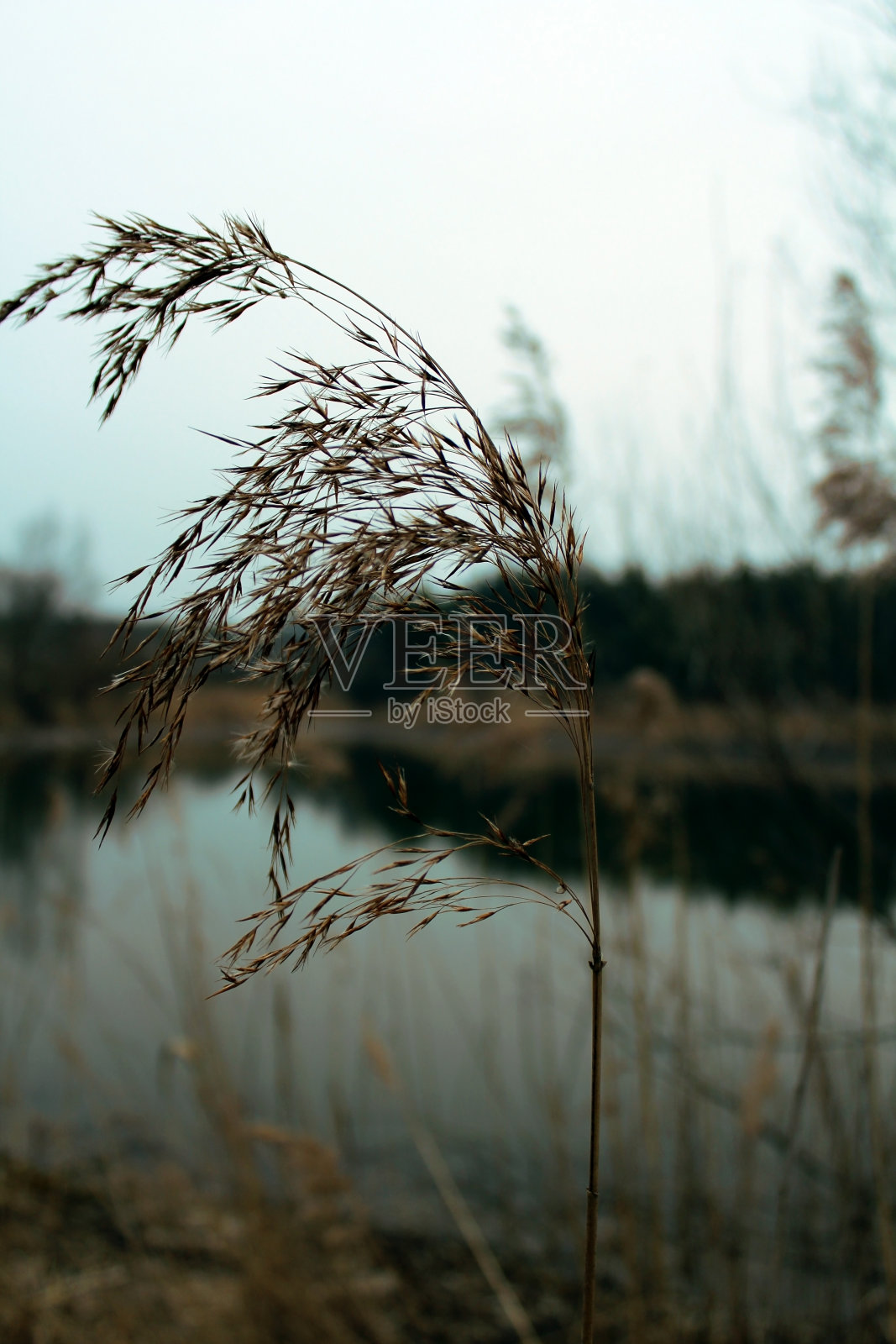 清晨的湖泊照片摄影图片