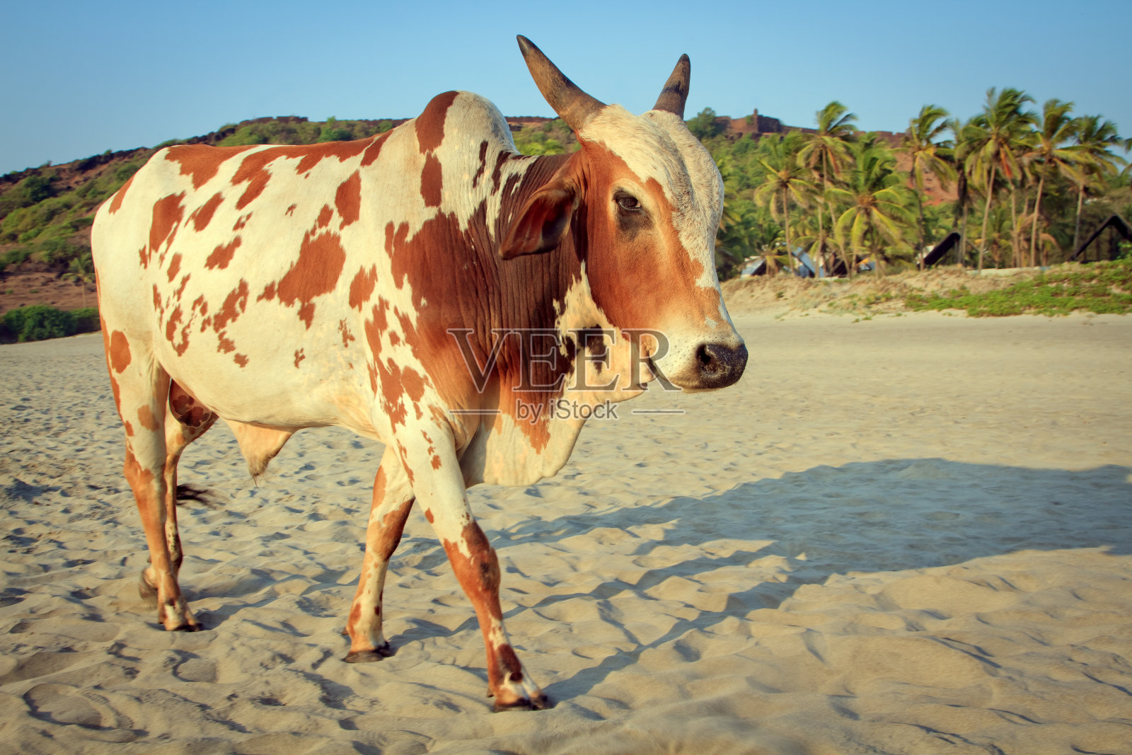 印度果阿美丽的热带海滩上的奶牛照片摄影图片