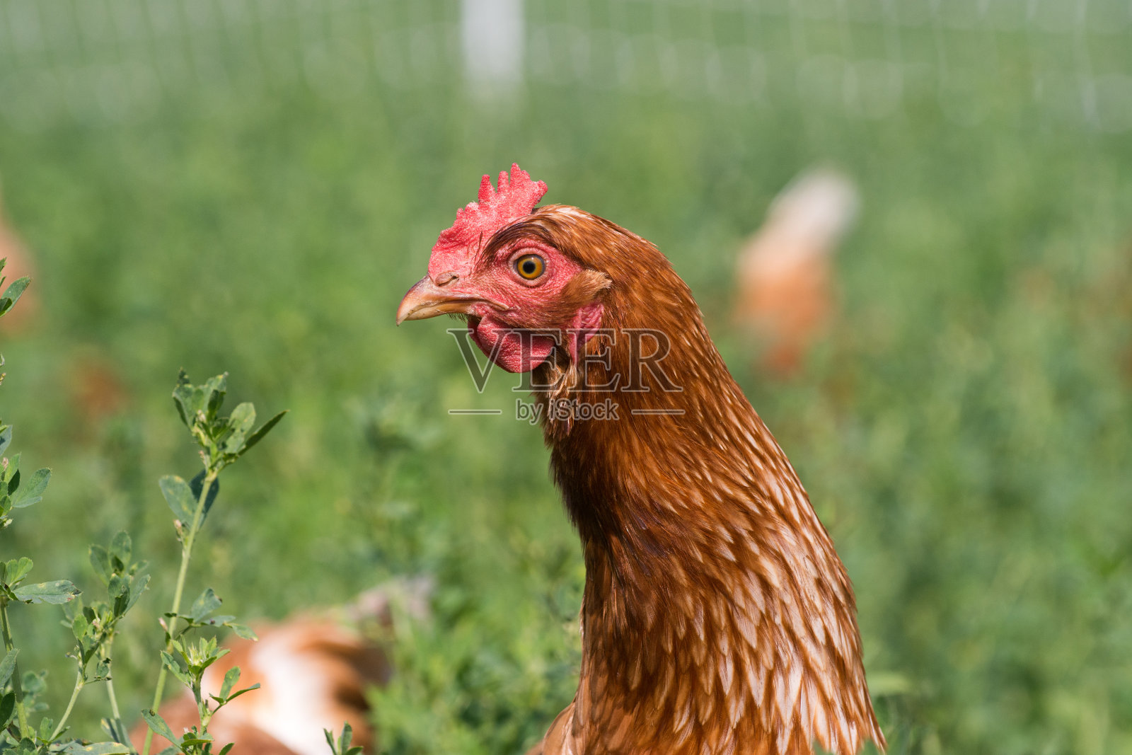 红色性链鸡照片摄影图片