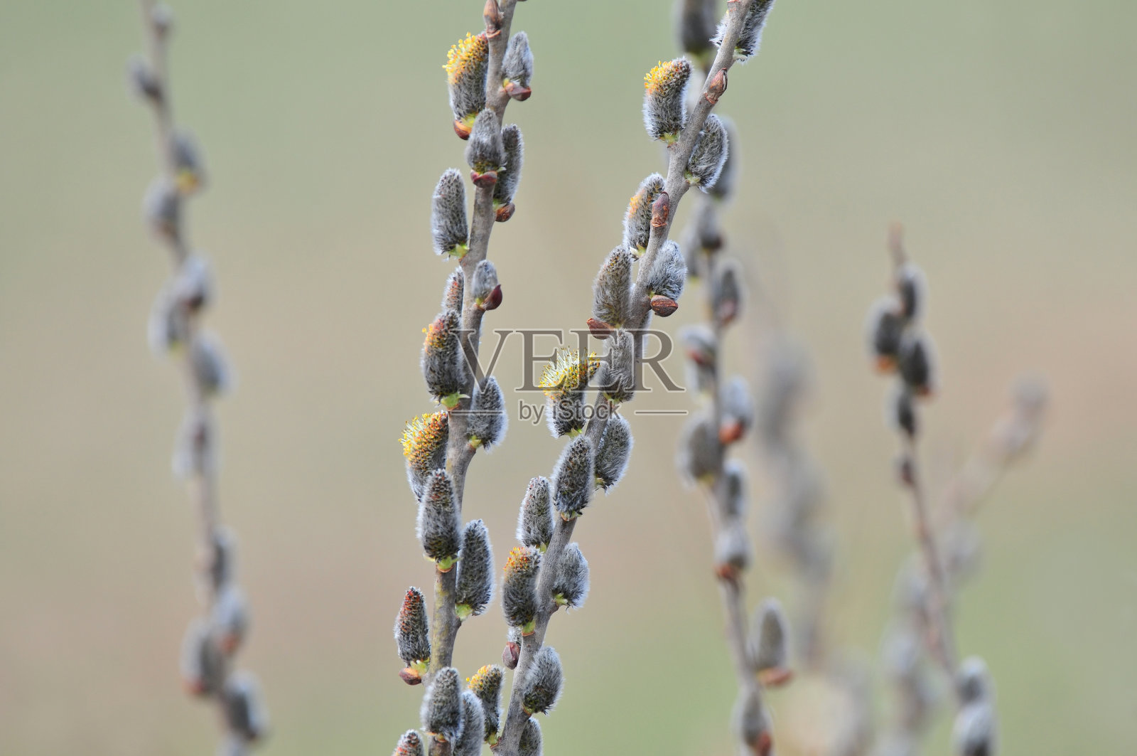 开花了照片摄影图片