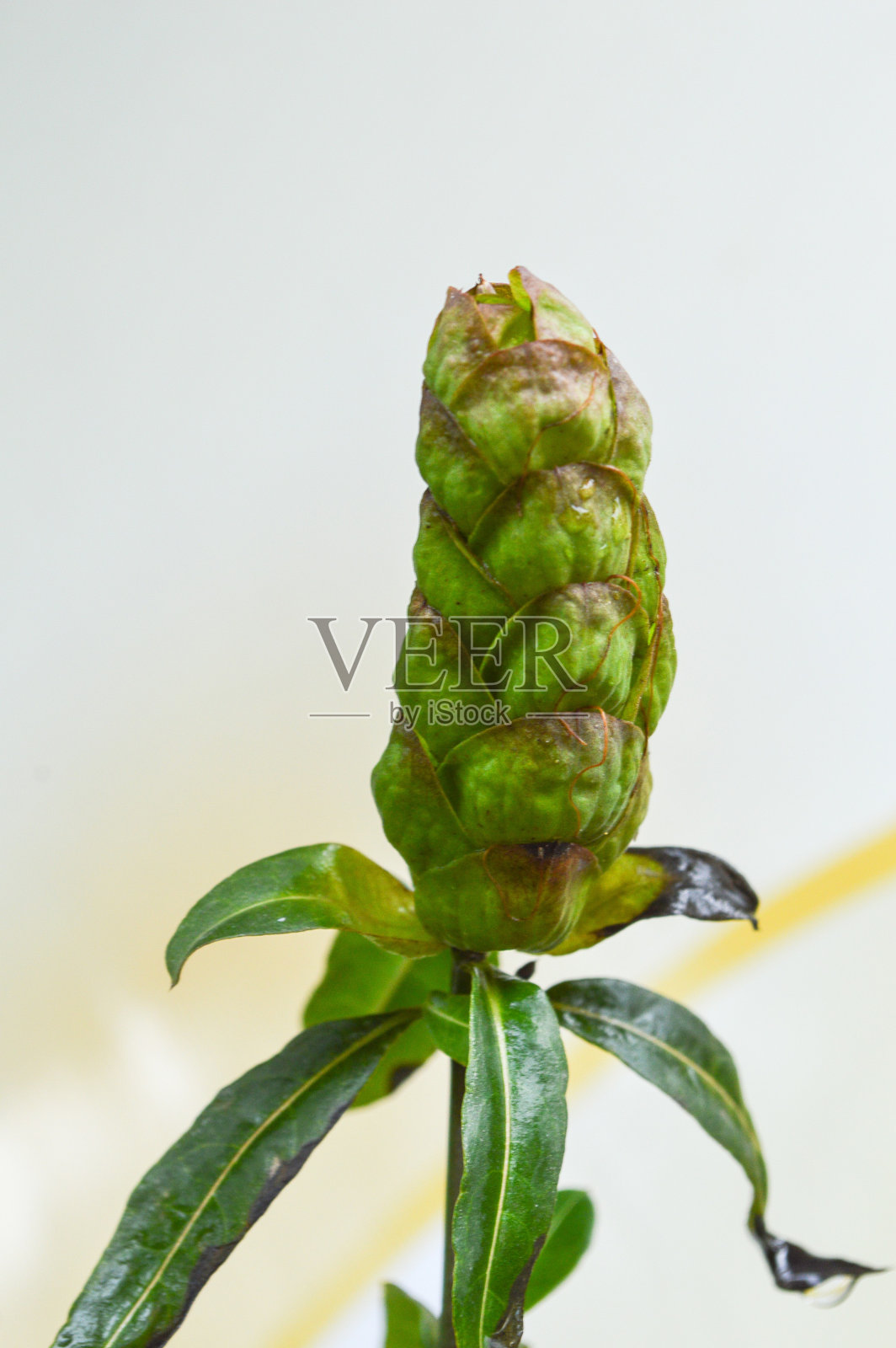 啤酒花头Barleria花照片摄影图片