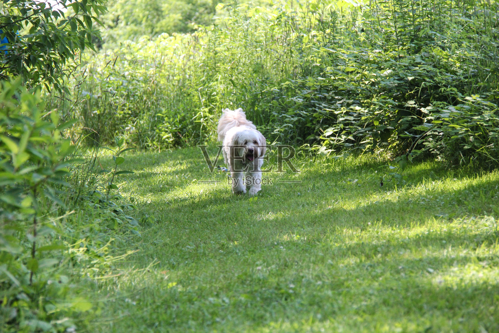 西藏梗照片摄影图片