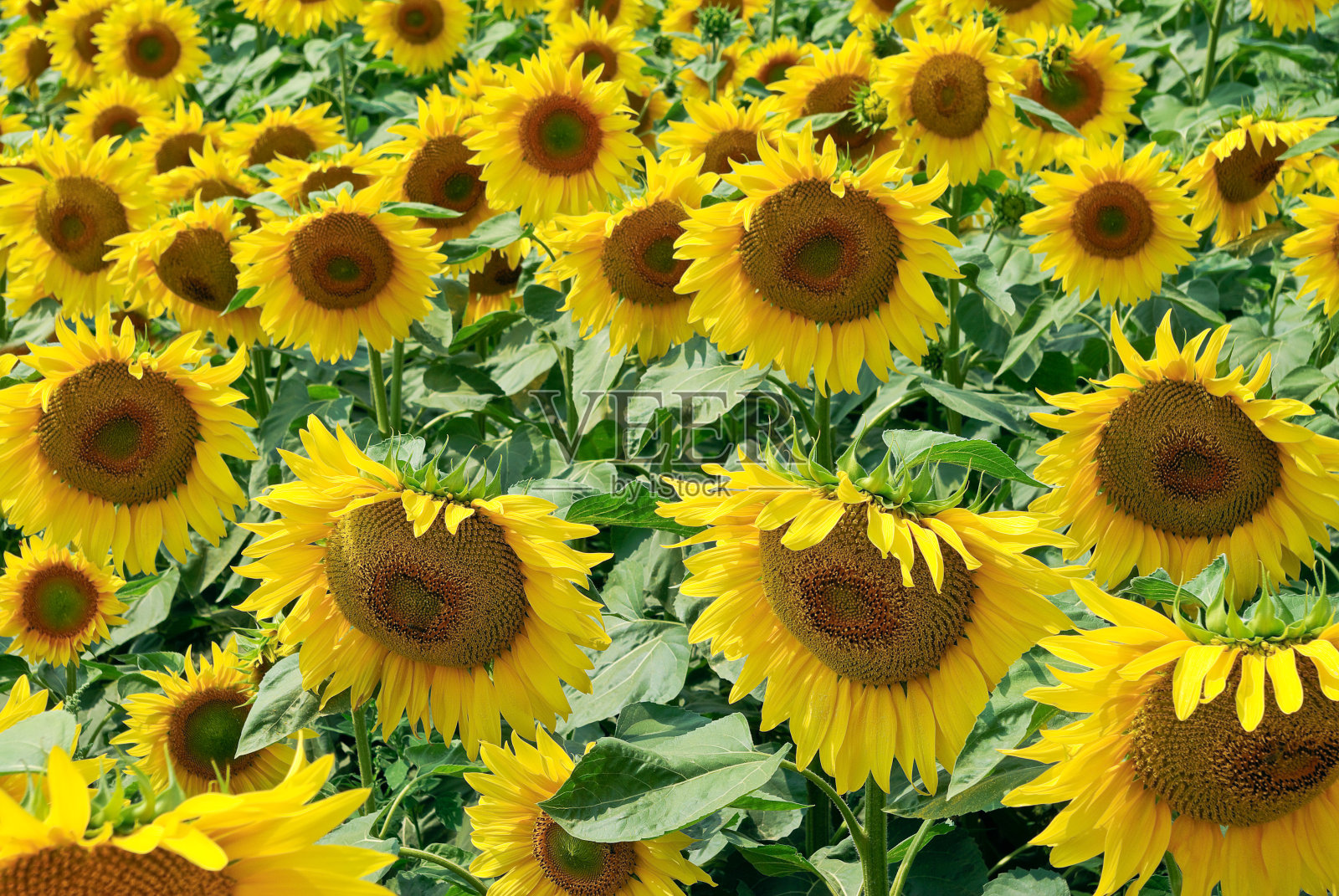 夏天的田野里盛开着成熟的向日葵幼苗。照片摄影图片