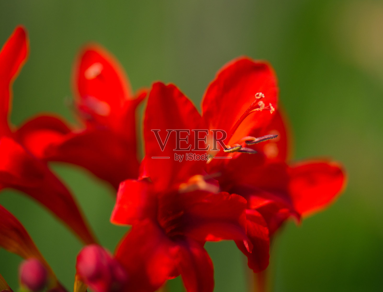 红花植物特写照片摄影图片