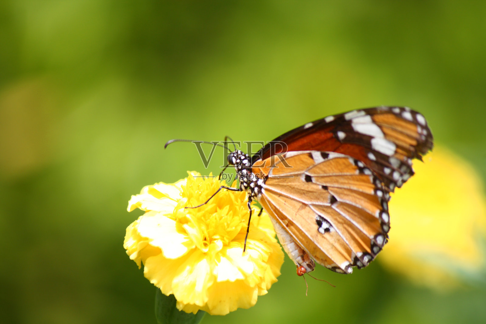 虎斑蝶照片摄影图片