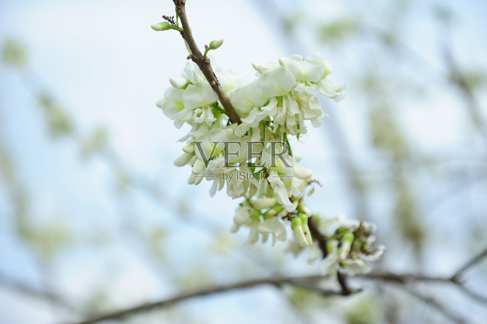 鲜花盛开的时候照片摄影图片