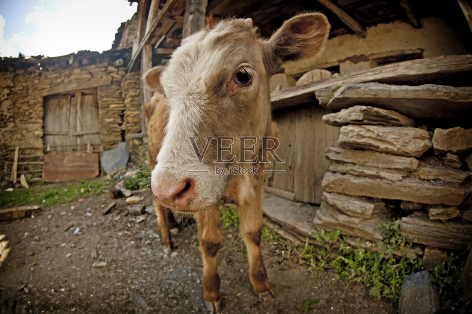 乌什古里的搞笑奶牛照片摄影图片